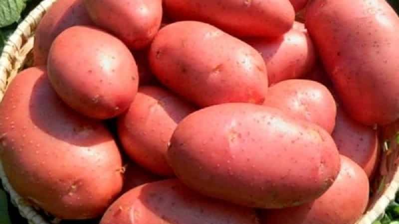 Potato variety Krasa with excellent presentation and excellent taste
