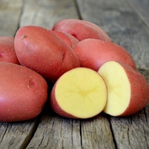 Potato variety Krasa with excellent presentation and excellent taste