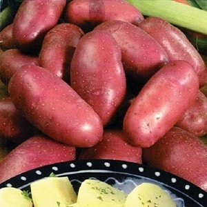 Potato variety Krasa with excellent presentation and excellent taste