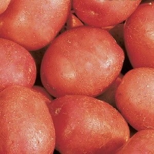 Potato variety Krasa with excellent presentation and excellent taste