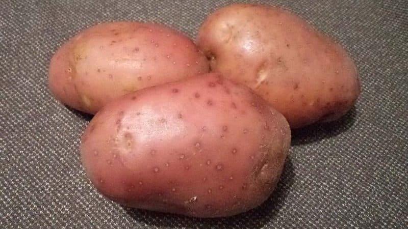 High-yielding, mid-late potato variety Manifest with red tubers