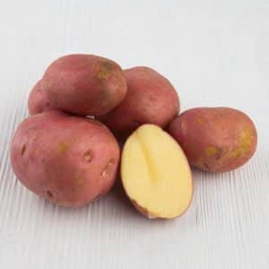 High-yielding, mid-late potato variety Manifest with red tubers
