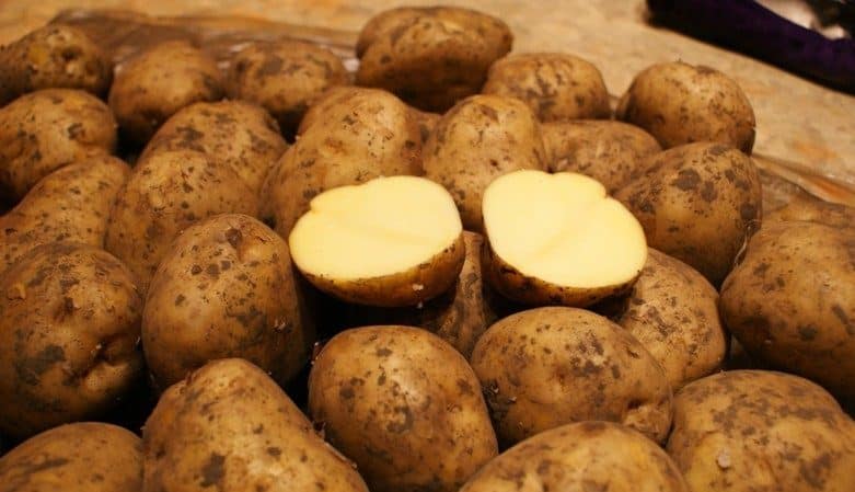 Potato variety Riviera: grows in any climatic conditions