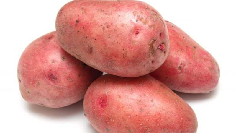 Early ripening potato variety Rosara for the northern regions