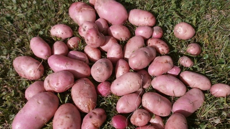 Early ripening potato variety Rosara for the northern regions