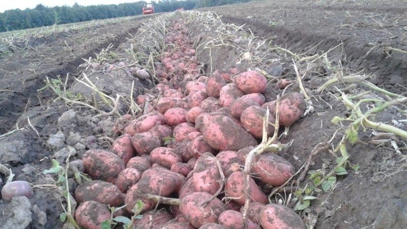 Early ripening potato variety Rosara for the northern regions