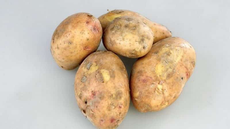 Mid-season potato variety Slavyanka with large tubers