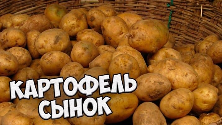 High-yielding potato variety with excellent taste Sonny (Bogatyr)
