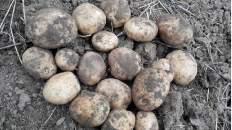 High-yielding potato variety with excellent taste Sonny (Bogatyr)