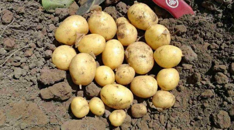 High-yielding potato variety with excellent taste Sonny (Bogatyr)
