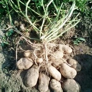 High-yielding potato variety with excellent taste Sonny (Bogatyr)