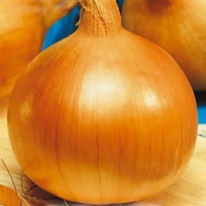 Large mid-season onion variety Globo: reviews from summer residents and features of agricultural technology