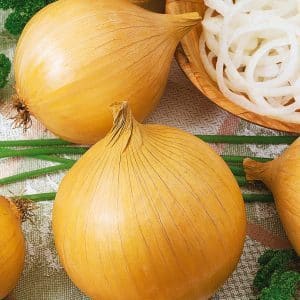 Large mid-season onion variety Globo: reviews from summer residents and features of agricultural technology