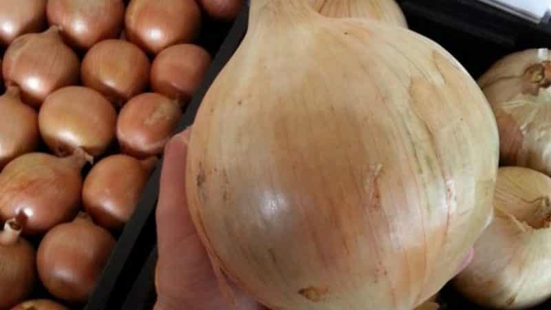 Large mid-season onion variety Globo: reviews from summer residents and features of agricultural technology