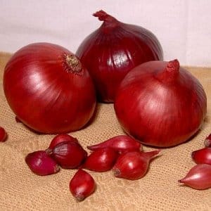 Mid-season onion variety Carmen with a mildly pungent taste