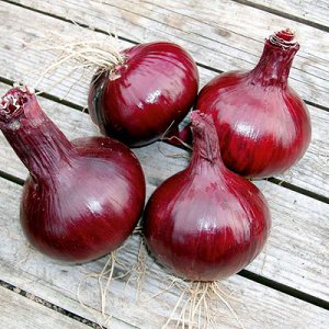 Mid-season onion variety Carmen with a mildly pungent taste