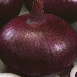 Mid-season onion variety Carmen with a mildly pungent taste