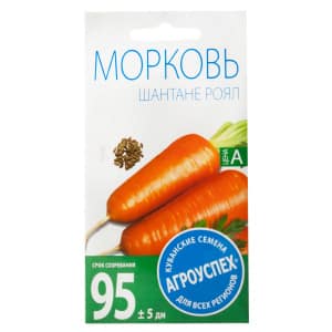 Sweet carrot variety Shantane Royal, bright orange color