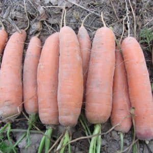 Sweet carrot variety Shantane Royal, bright orange color