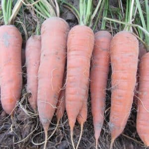 Sweet carrot variety Shantane Royal, bright orange color