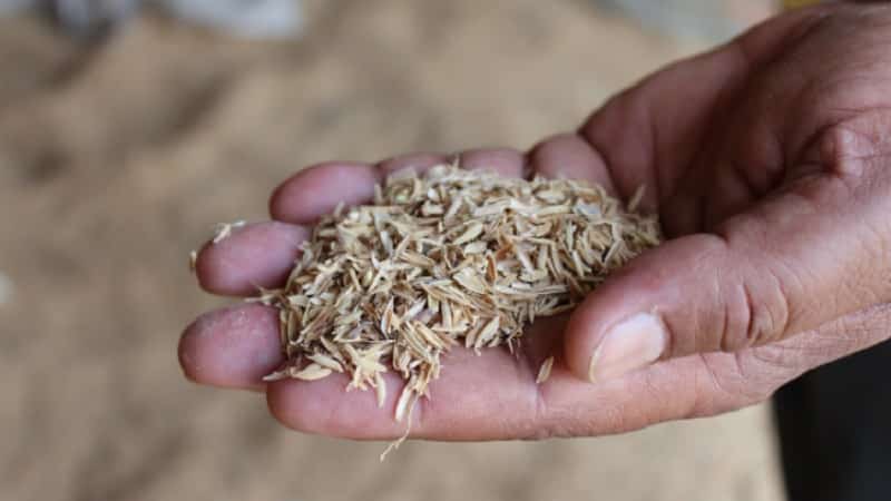 Composition and features of use of rice husk