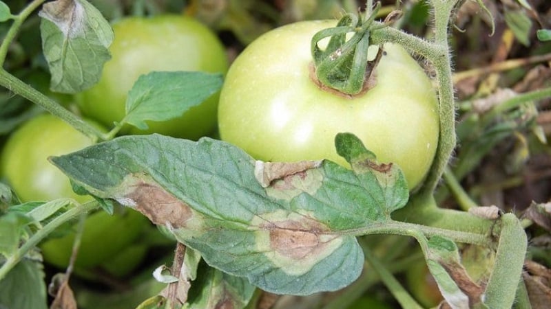 Saving late blight on tomatoes with copper wire - myth or reality: full analysis