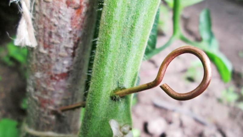 Saving late blight on tomatoes with copper wire - myth or reality: full analysis