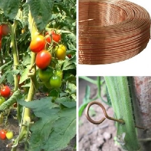Saving late blight on tomatoes with copper wire - myth or reality: full analysis