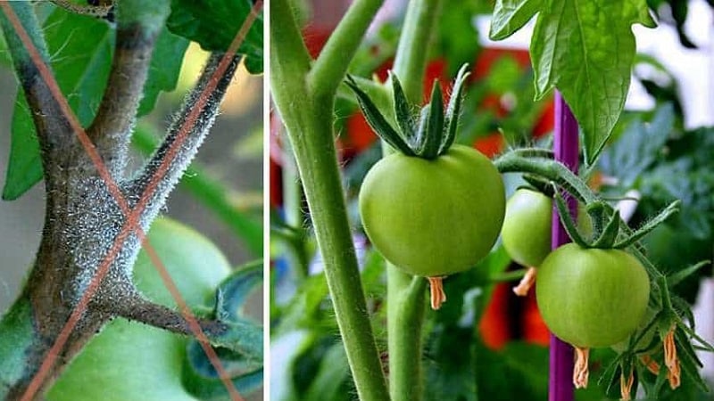 Saving late blight on tomatoes with copper wire - myth or reality: full analysis