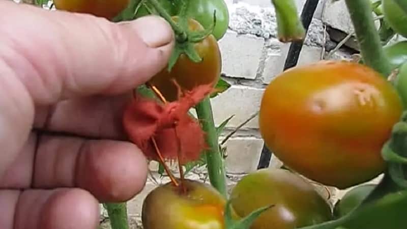 Saving late blight on tomatoes with copper wire - myth or reality: full analysis