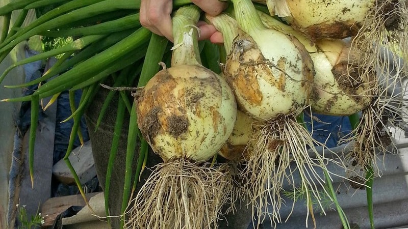 Medium-late onion variety with very large heads Exhibition