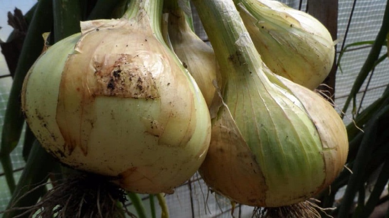 Medium-late onion variety with very large heads Exhibition