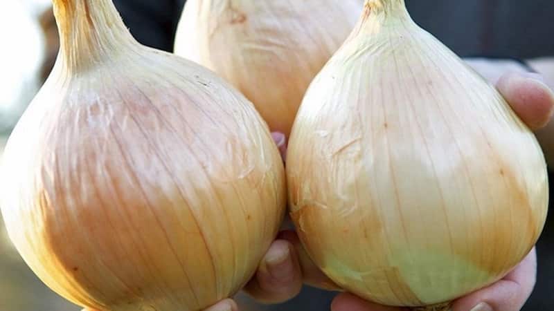 Medium-late onion variety with very large heads Exhibition
