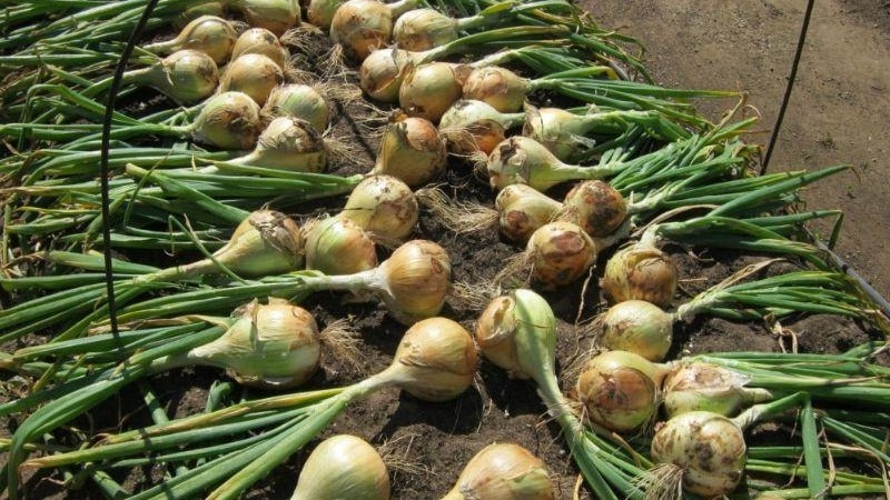 Medium-late onion variety with very large heads Exhibition