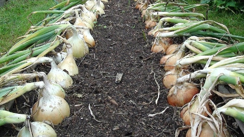 Medium-late onion variety with very large heads Exhibition