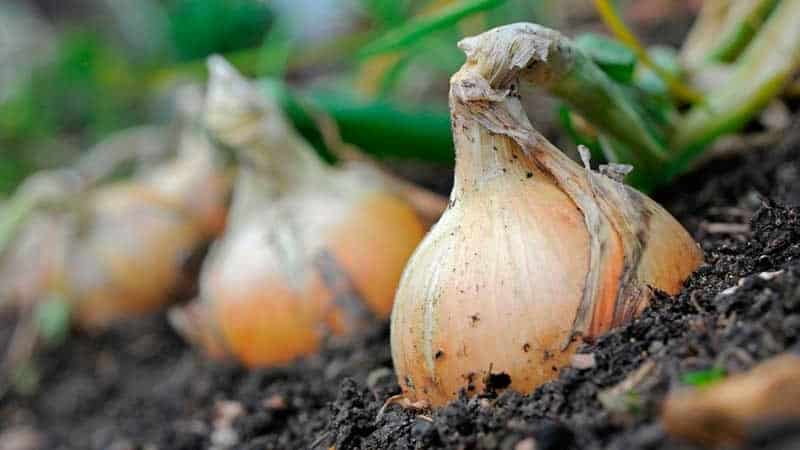 Medium-late onion variety with very large heads Exhibition