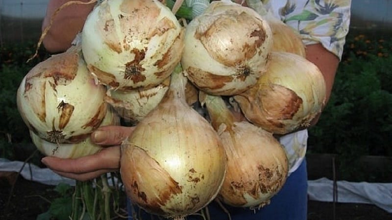 Medium-late onion variety with very large heads Exhibition