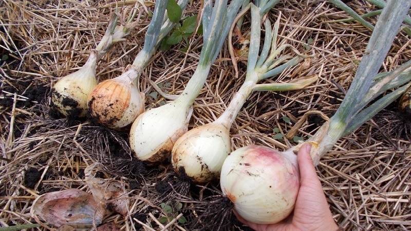 Medium-late onion variety with very large heads Exhibition