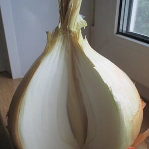 Medium-late onion variety with very large heads Exhibition