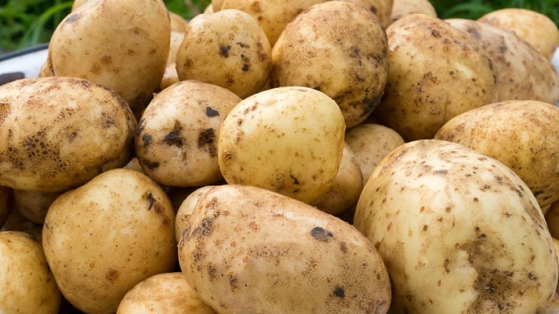 Mid-early potato variety with high yield Sante