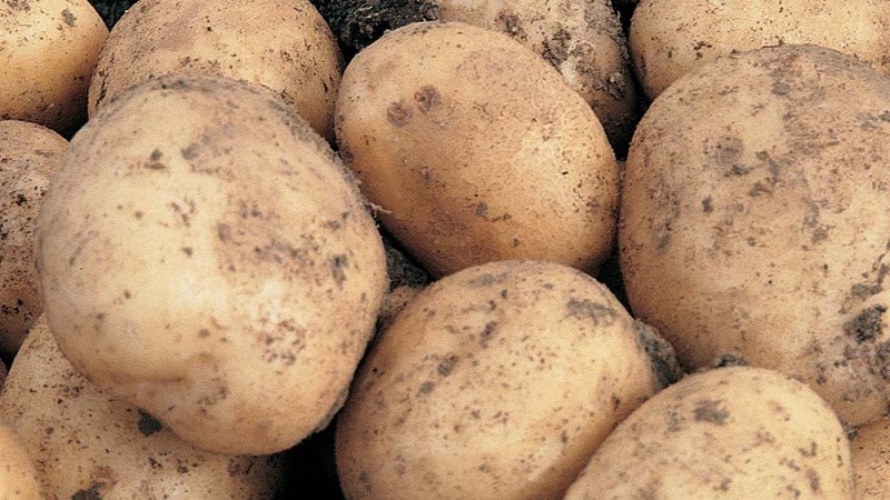 Mid-early potato variety with high yield Sante