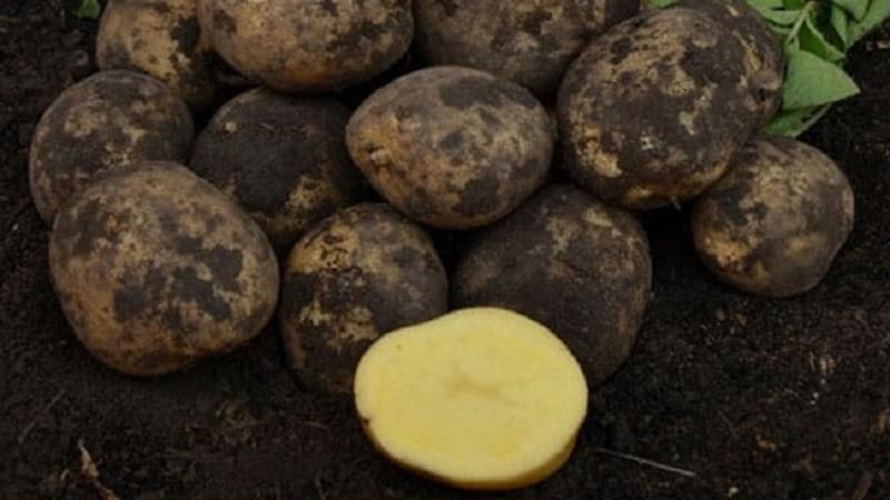 Mid-early potato variety with high yield Sante