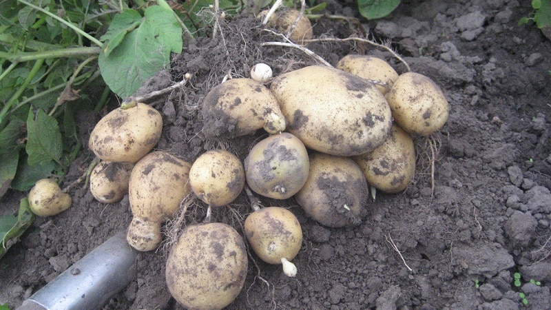 Mid-early potato variety with high yield Sante