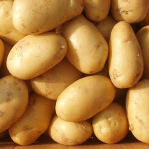 Mid-early high-yielding potato variety with strong immunity Belmondo