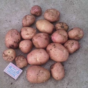 Mid-season potato variety Ryabinushka with pinkish skin color