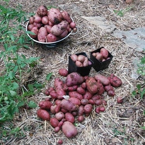 Mid-season potato variety Ryabinushka with pinkish skin color
