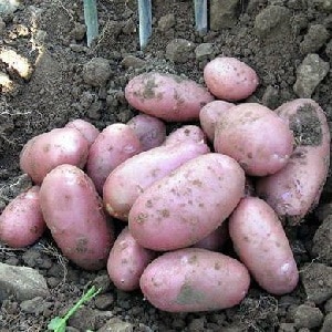 Mid-season potato variety Ryabinushka with pinkish skin color