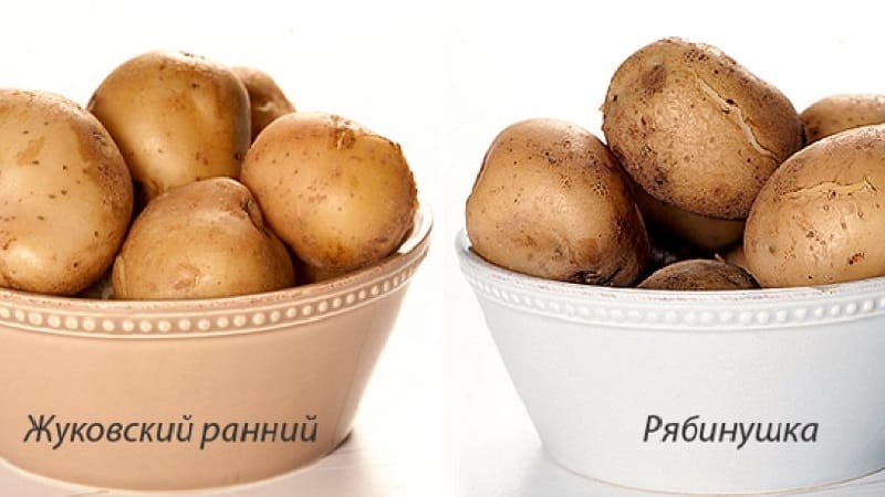 Mid-season potato variety Ryabinushka with pinkish skin color