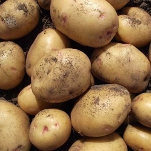 Table potato variety Krepysh for temperate climates