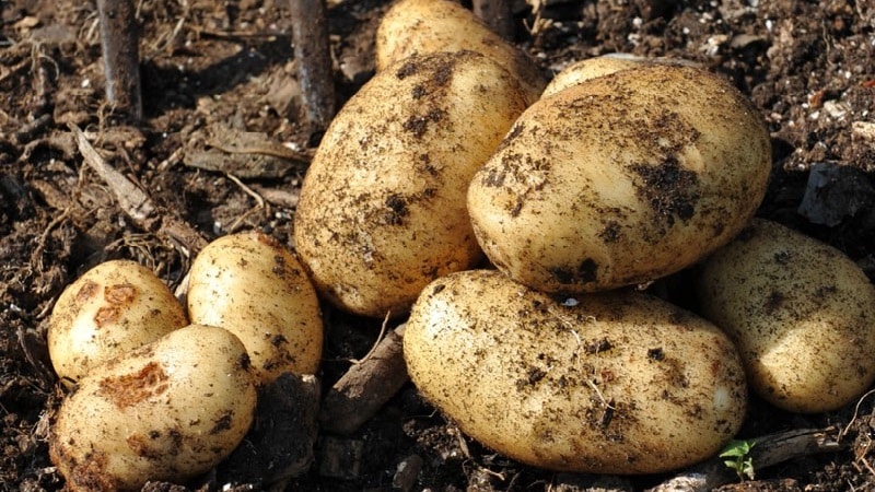 Table potato variety Krepysh for temperate climates